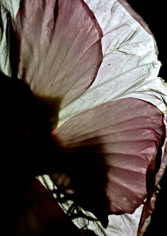 I Could be Butterfly Wings Hibiscus Photograph by Kathy Barney