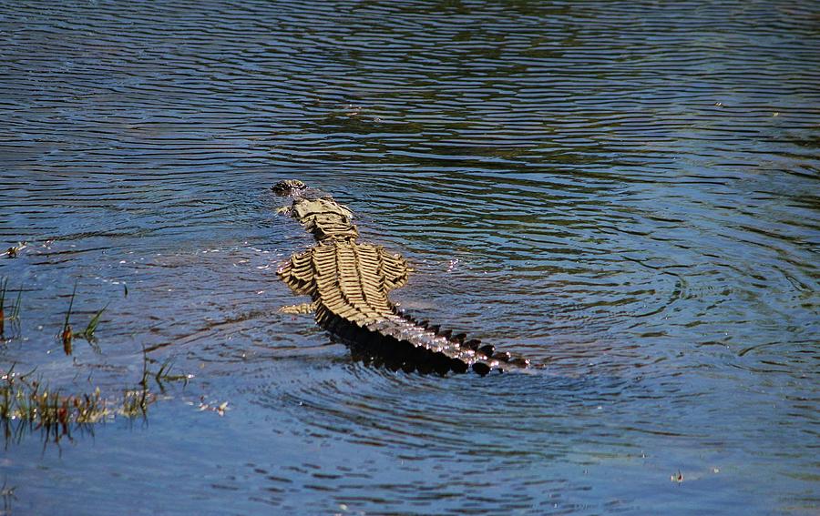 See Ya Later Alligator  Photograph by Cynthia Guinn