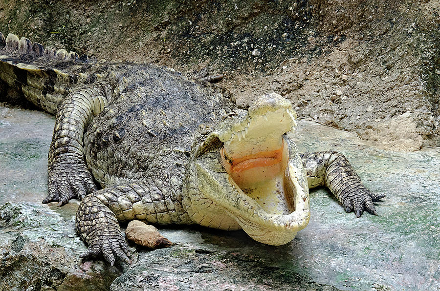 See You Later Alligator Photograph by Mark Carosiello - Fine Art America