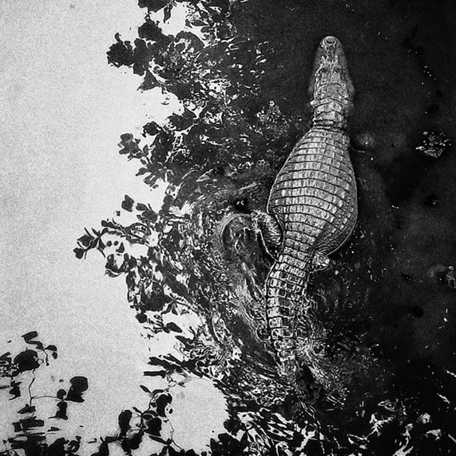 Crocodile Photograph - See You Later... #crocodile #alligator by Rafa Rivas