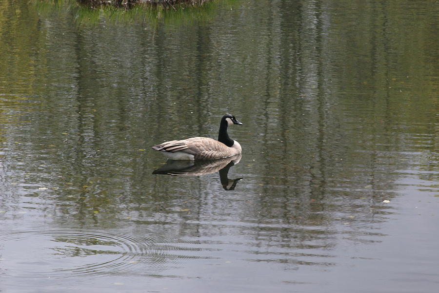 Goose Photograph - See your self  by Josias Tomas