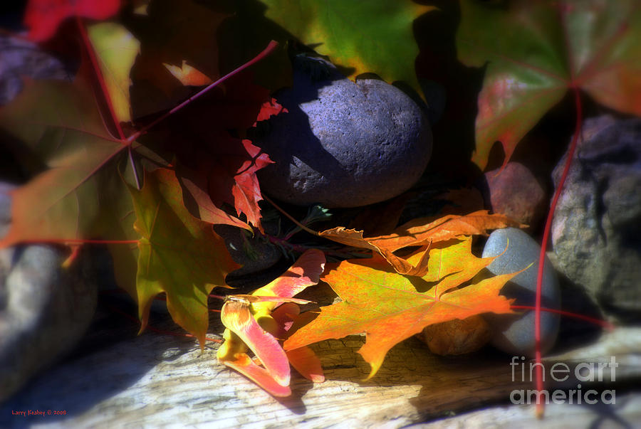 Fall Photograph - Seed by Larry Keahey