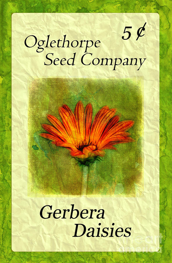 Seed Packet -- Gerbera Daisies Photograph by Judi Bagwell