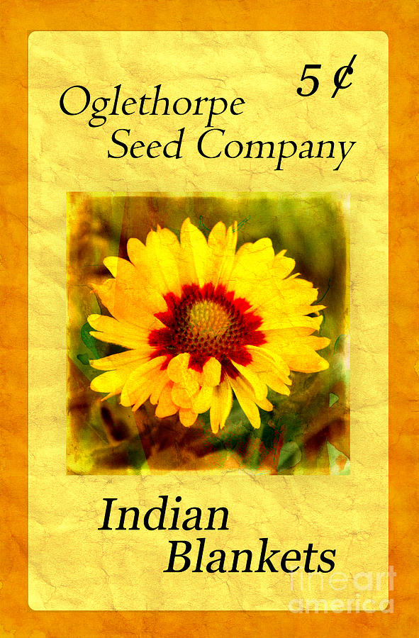 Seed Packet -- Indian Blankets Photograph by Judi Bagwell