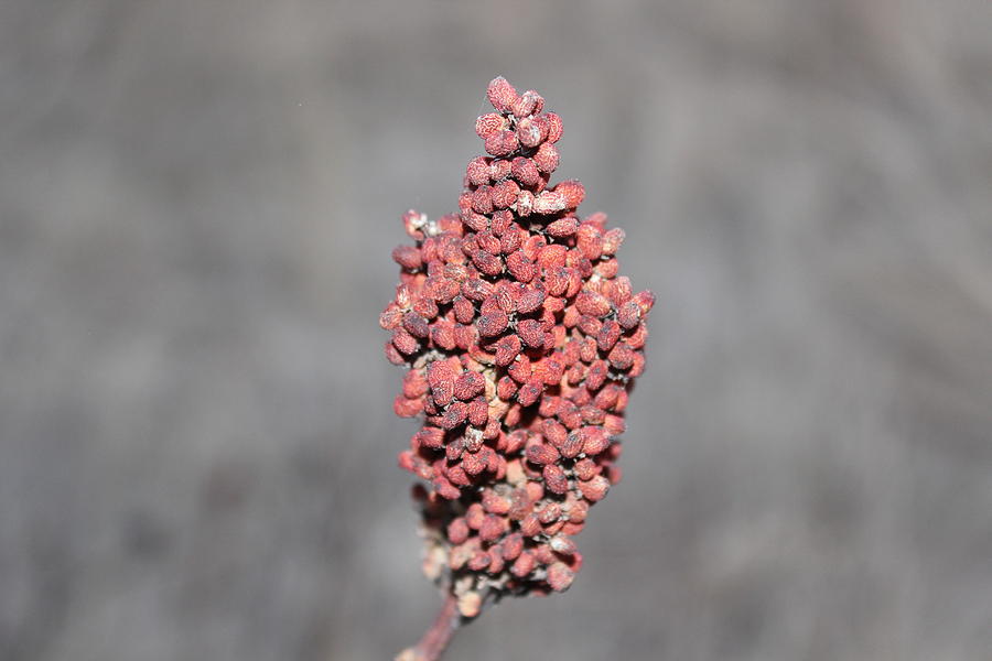 Seed Pod Photograph