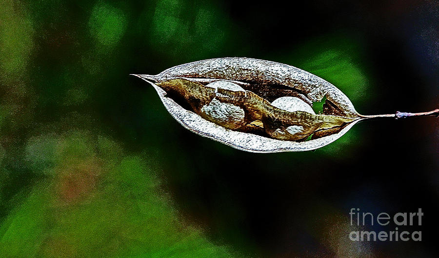 Seed Pod floating on Blacks and Greens  Photograph by David Frederick