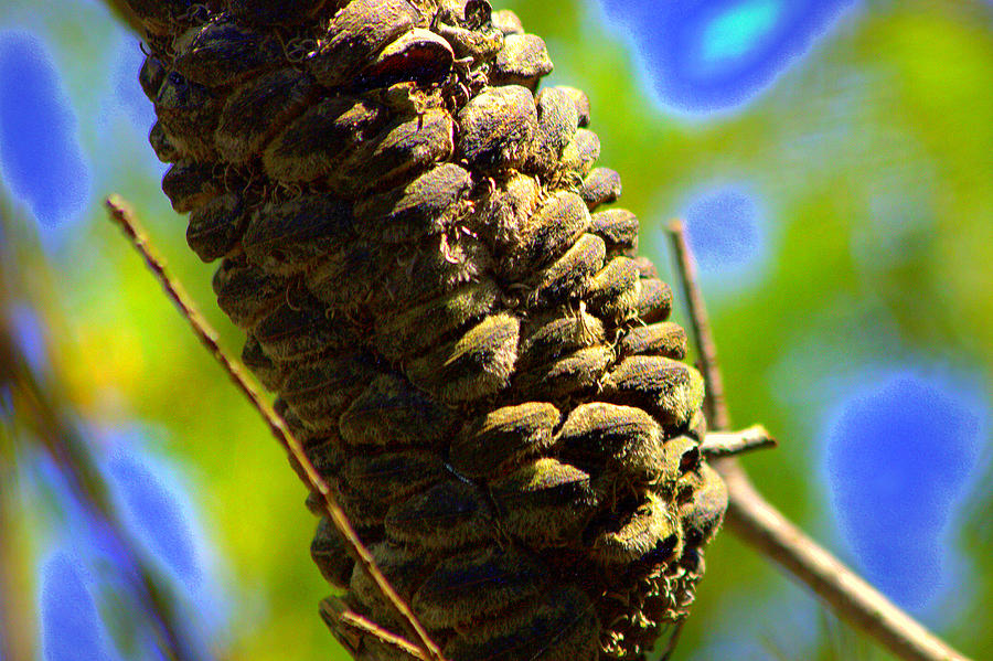 Seed Pod Of Banksia Photograph by Miroslava Jurcik