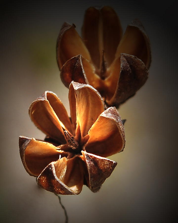 Seed Pod Photograph by Sandy Poore