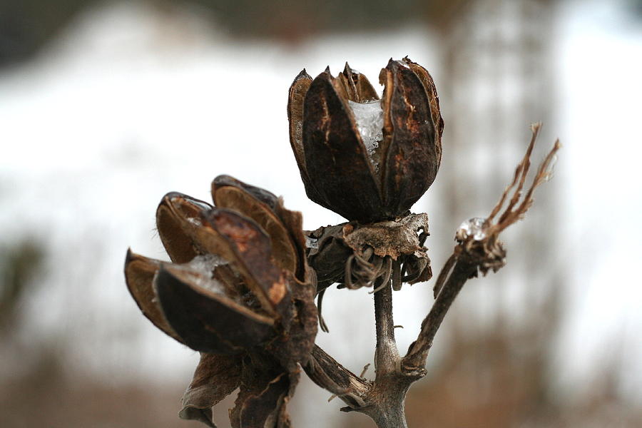 Winter Photograph - Seed Pods and Snow by Diane Merkle