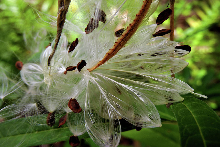 Seed Pods Photograph
