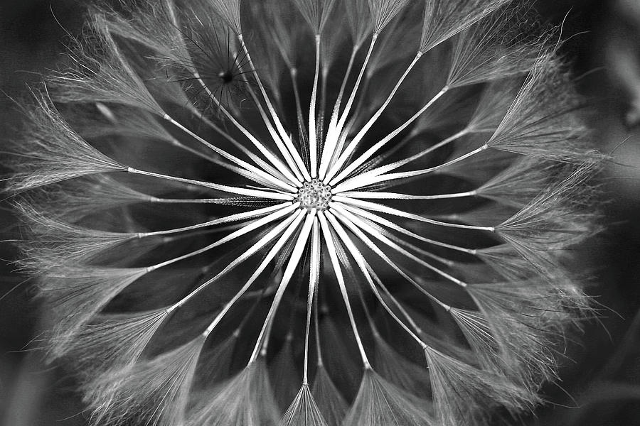 Seed Symmetry  Photograph by Vanessa Thomas