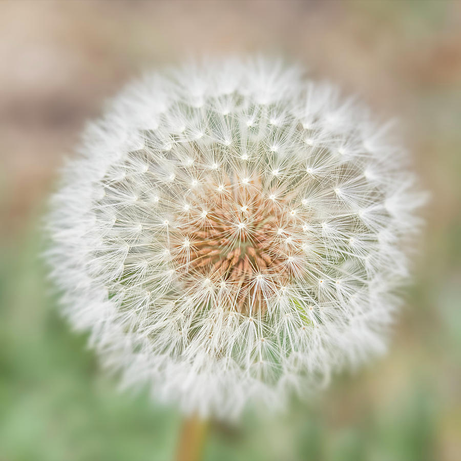 Seedhead of dandelion. Photograph by Usha Peddamatham