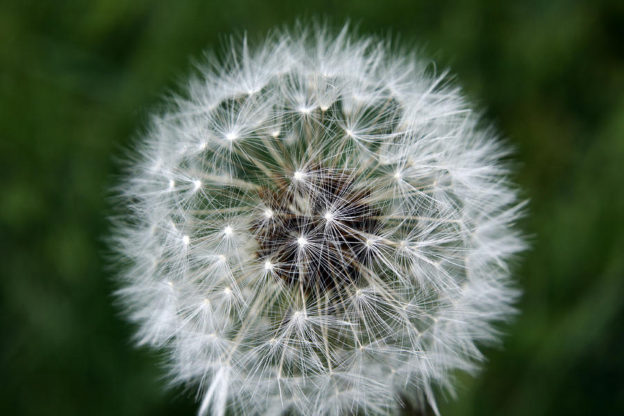 Seeding Dandelion Photograph by Justin Reid - Pixels