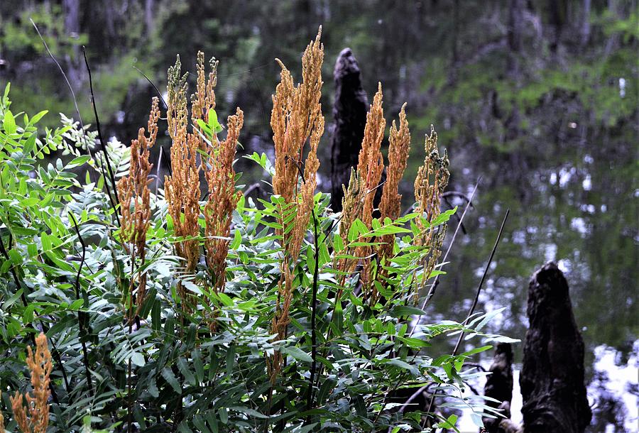 Seeding Fern and Cypress Knees Photograph by Warren Thompson