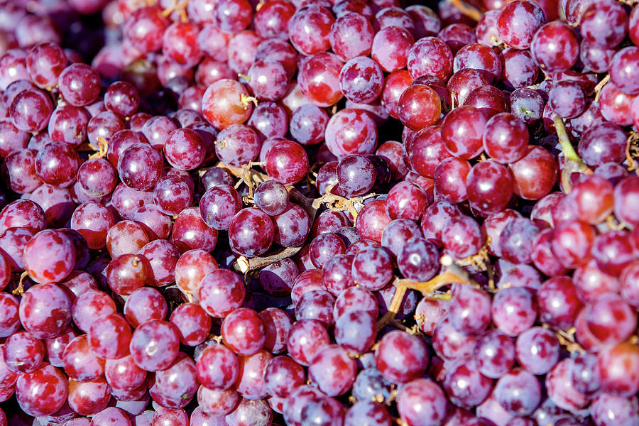 Seedless Grapes Photograph by Todd Klassy