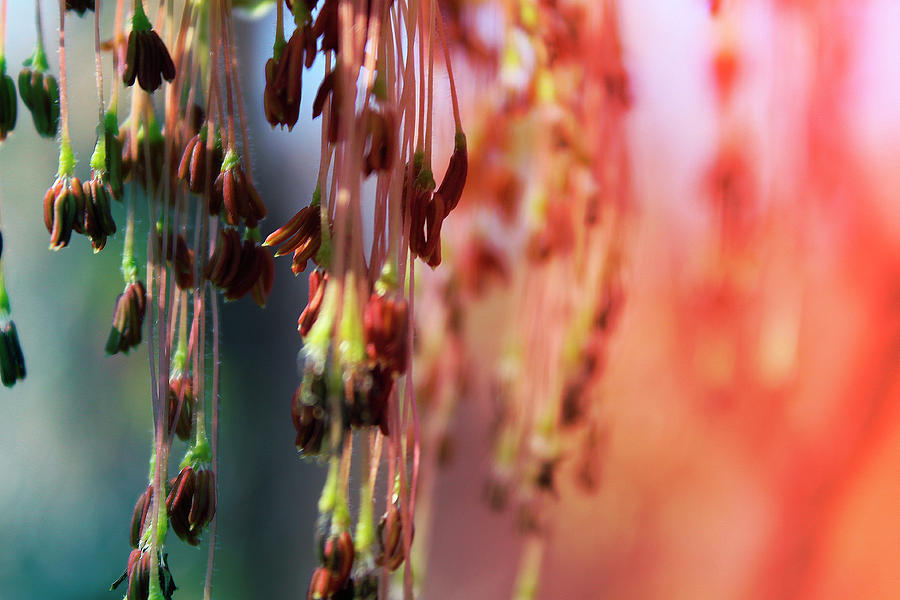 Seedling Chandeliers Photograph by Scott Hovind