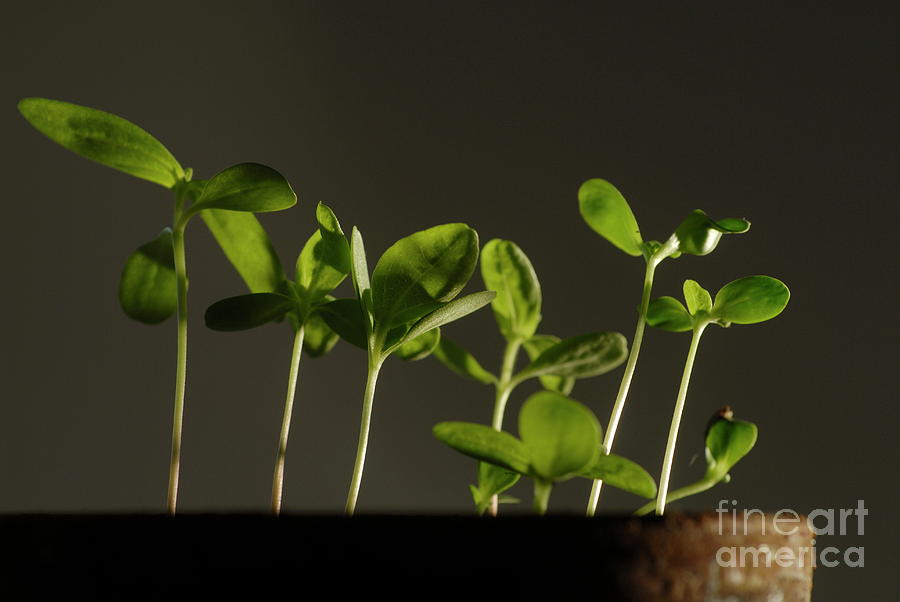 Nature Photograph - Seedlings in pot by Sami Sarkis