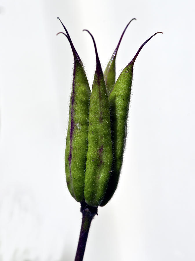 Seedpod of Aquilegia vulgaris Photograph by Jarmo Honkanen