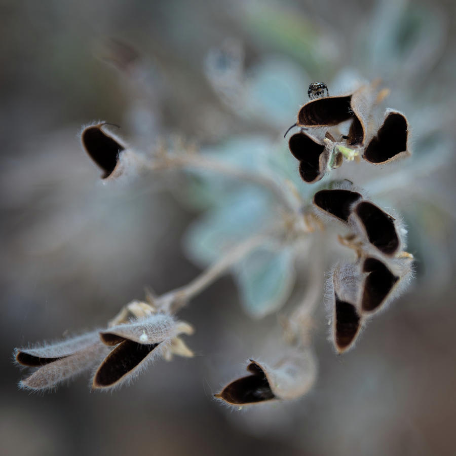 Seedpods and Spider Photograph by Al White