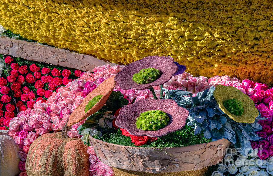 Seeds and Flowers Photograph by David Zanzinger - Fine Art America