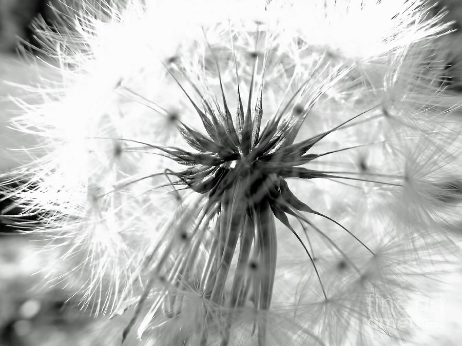 Seeds In Black And White Photograph by D Hackett