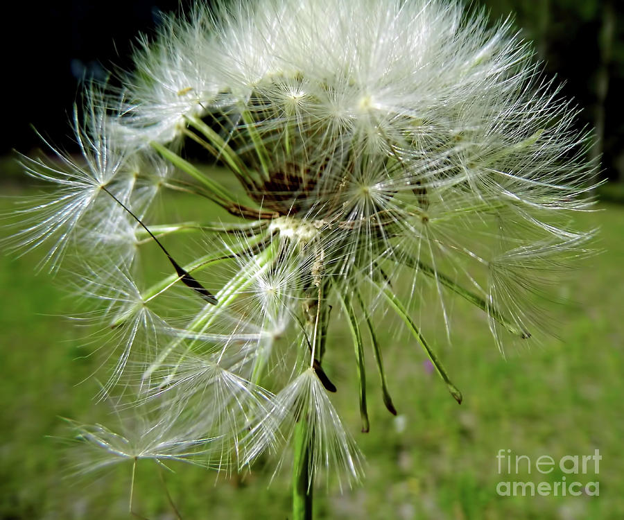 Seeds In The Wind Photograph by D Hackett