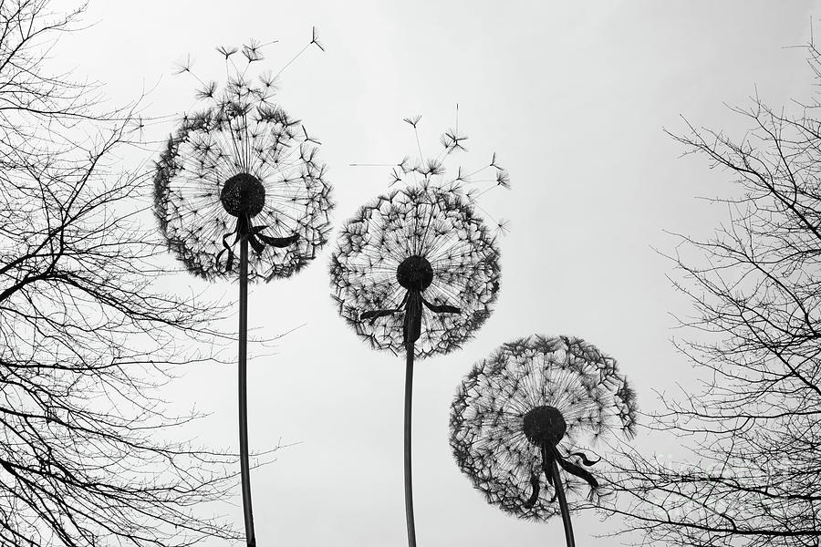 Seeds in the wind Photograph by Julia Gavin