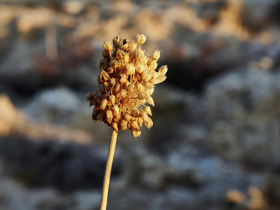 Seeds Photograph by Jouko Lehto