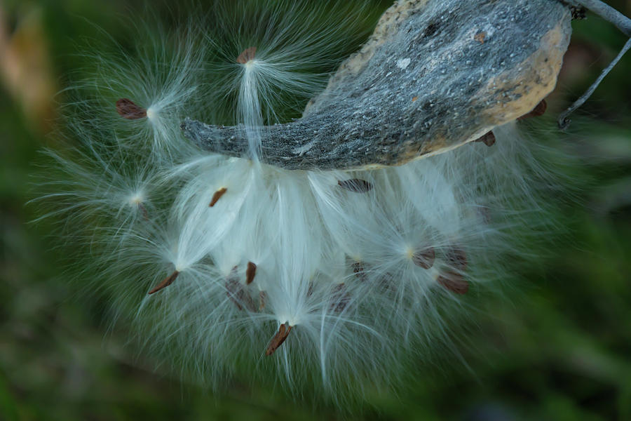 Seeds of Hope  Photograph by Pravin Sitaraman