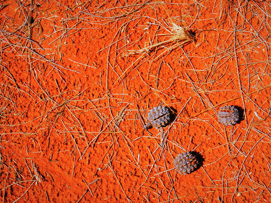 Seeds of the Desert - Central Australia #1 Photograph by Lexa Harpell