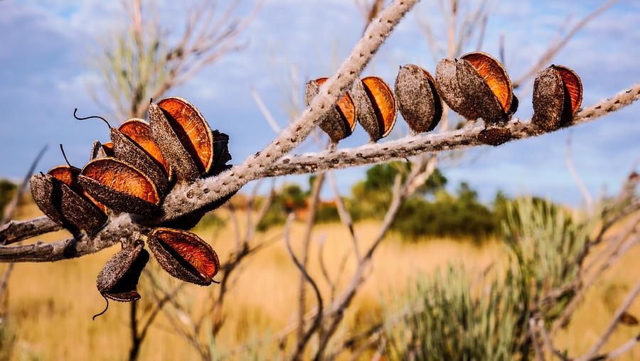 Seeds of the Desert - Central Australia #2 Photograph by Lexa Harpell