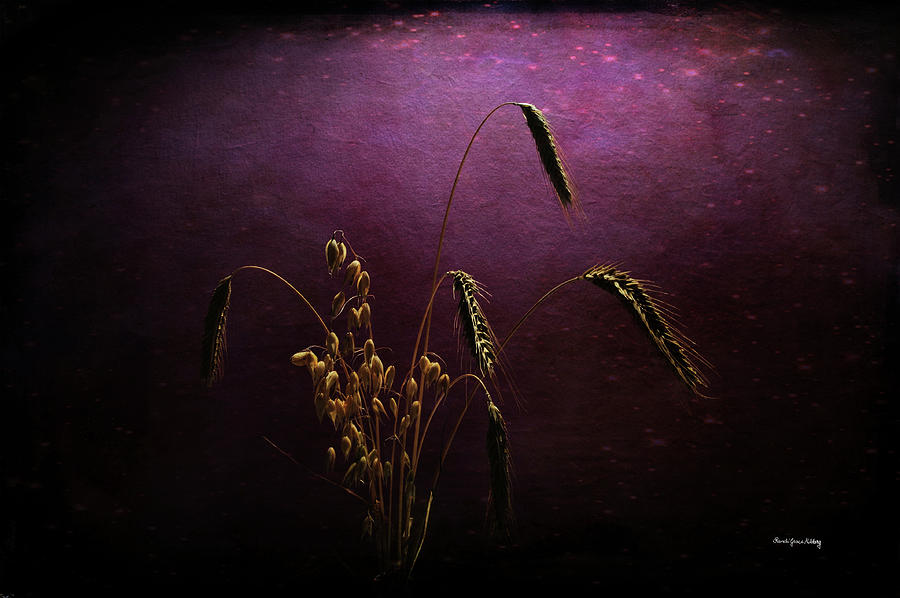 Seeds of Time Photograph by Randi Grace Nilsberg