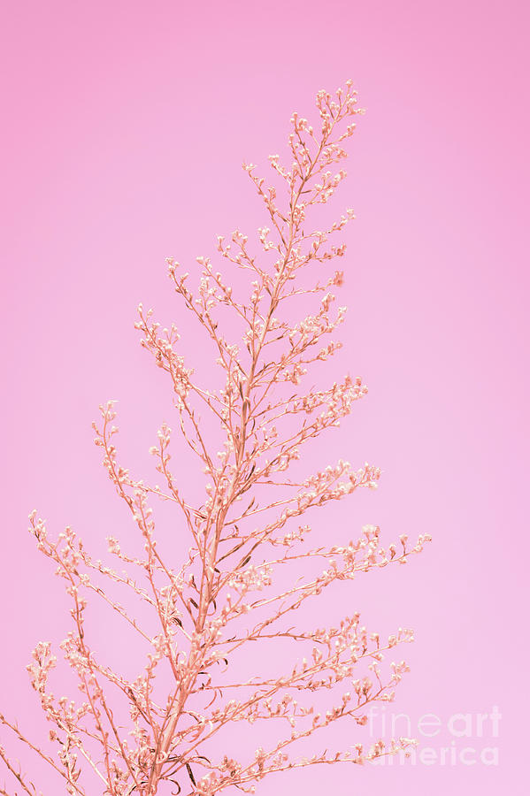 Seeds of Weeds in Pink Photograph by Leah McPhail