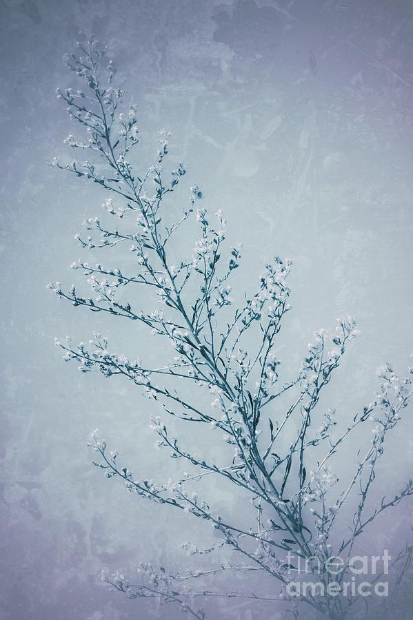 Seeds of Weeds in Vintage Blue  Photograph by Leah McPhail