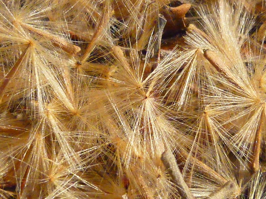 Nature Photograph - Seeds of Winter by Nancy  Campbell