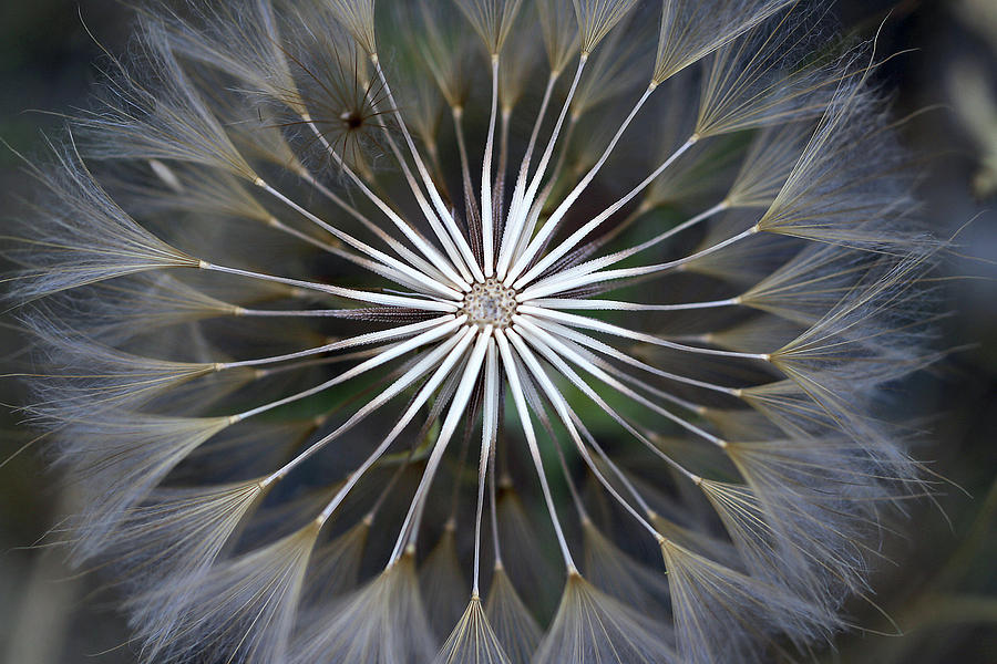 Seeds of Wonder Photograph by Vanessa Thomas