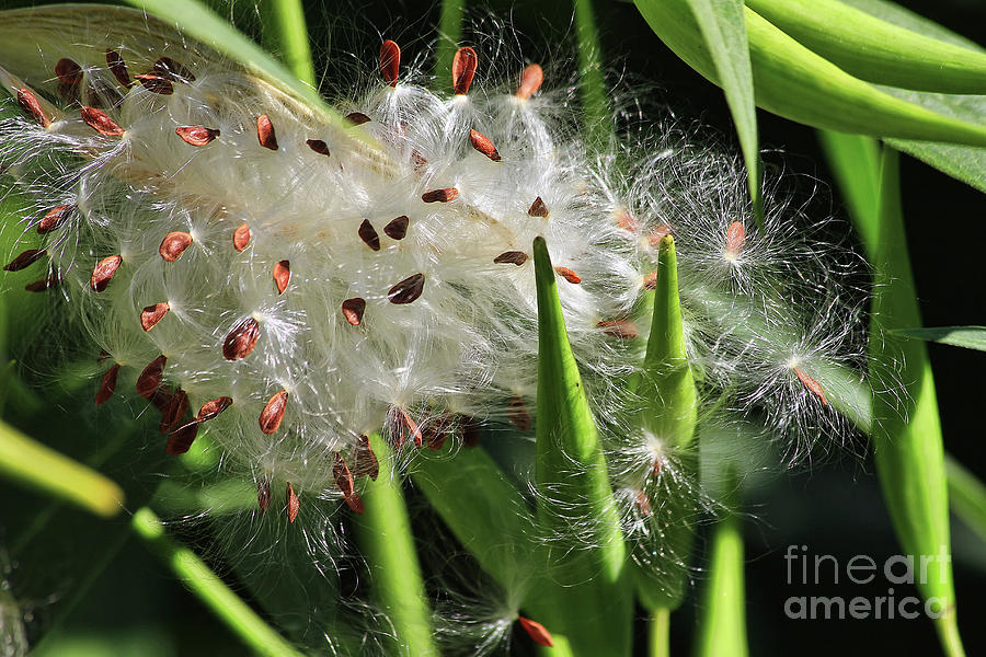 Seeds On The Move Photograph by Teresa Zieba