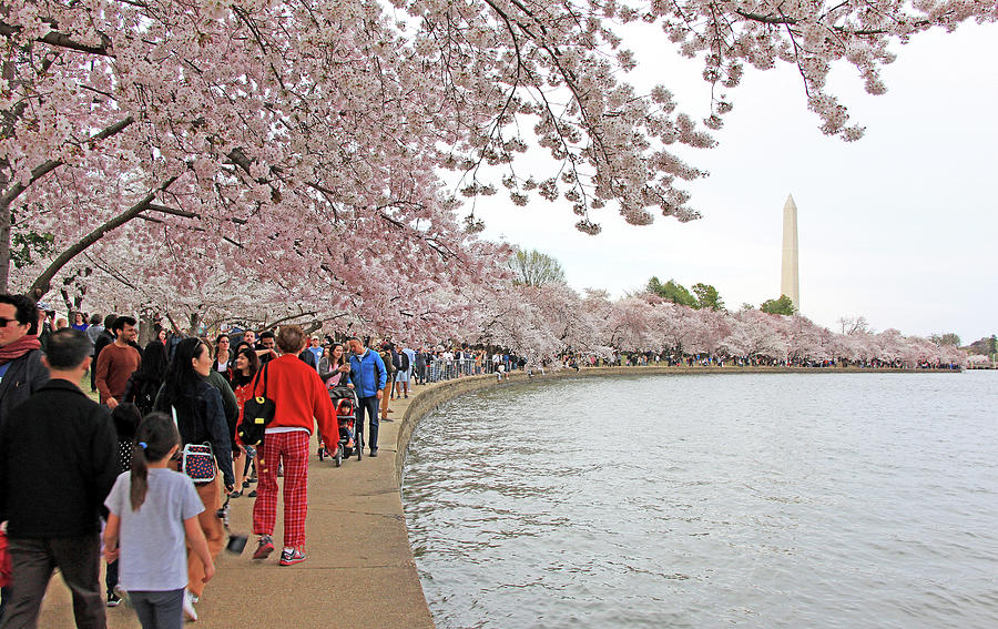 Seeing Cherry Blossoms Along The Tidal Basin Photograph by Cora Wandel