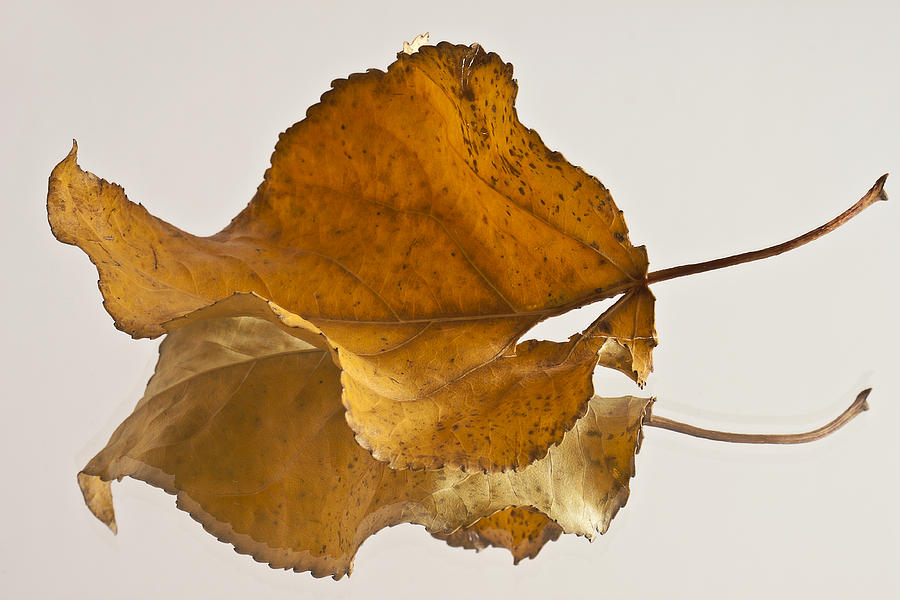 Seeing Double Autumn Leaf  Photograph by Sandra Foster