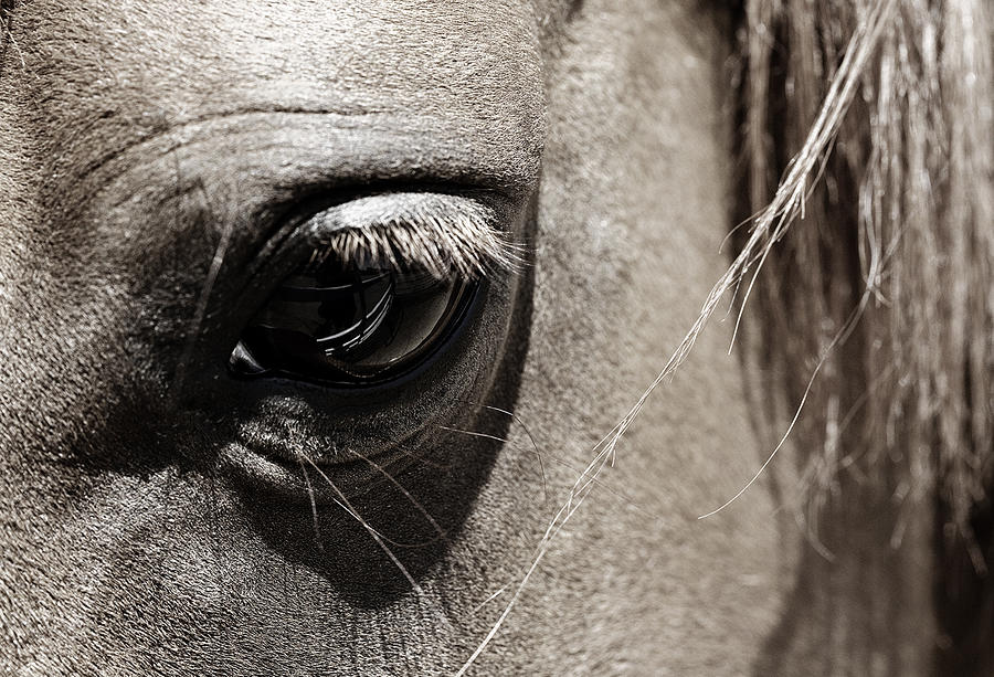 Stillness In The Eye Of A Horse Photograph