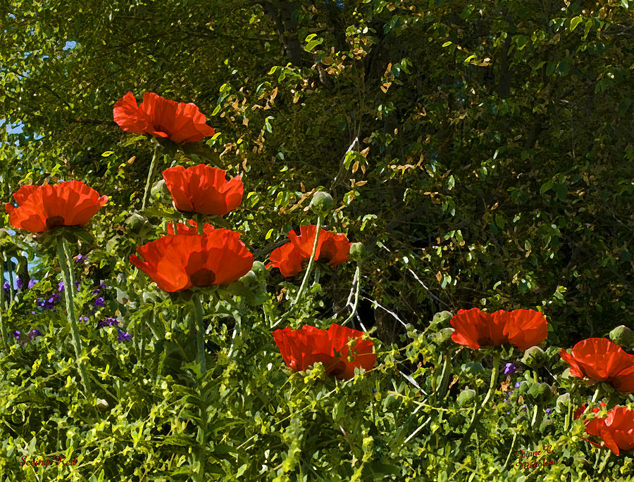Poppy Photograph - Seeing Red by Diane C Nicholson