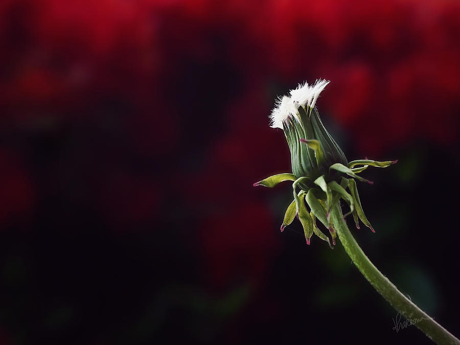 Garden Weed Photograph - Seeing red by Kharisma Sommers Garden Weed Photograph - Seeing red by Kharisma Sommers