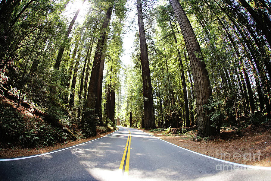 seek adventure- California redwoods Photograph by Sylvia Cook