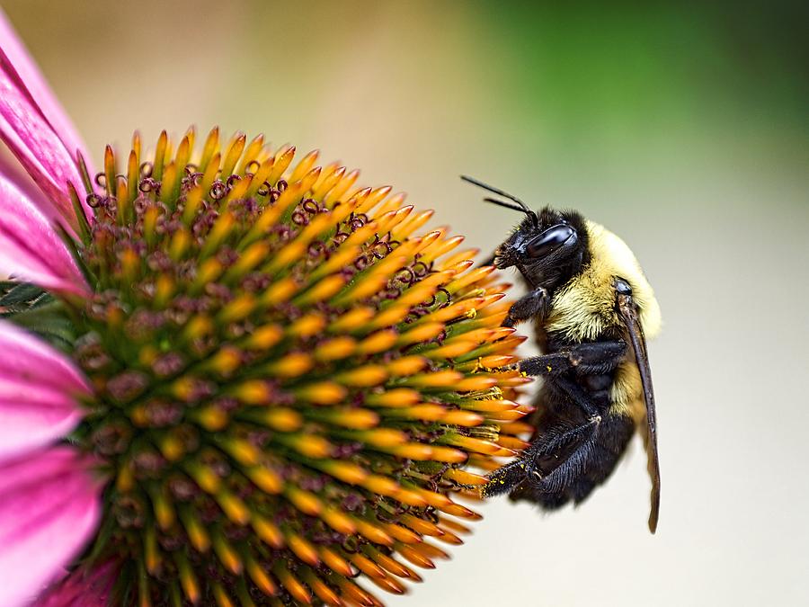 Seeking Nectar Photograph by Brad Boland