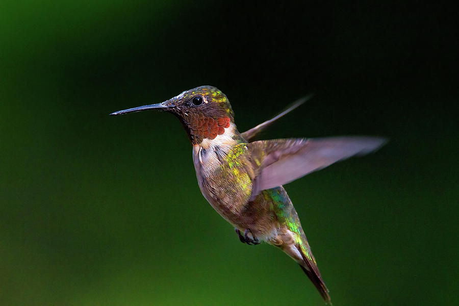  Seeking Nectar - Ruby-throated Hummingbird - Trochilus colubris Photograph by Spencer Bush