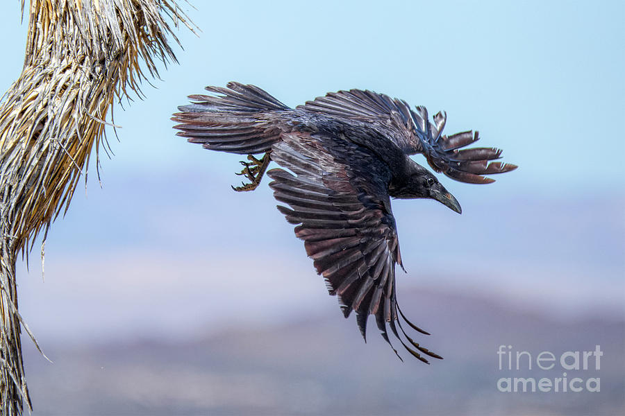 Seeking Raven Photograph by Lisa Manifold