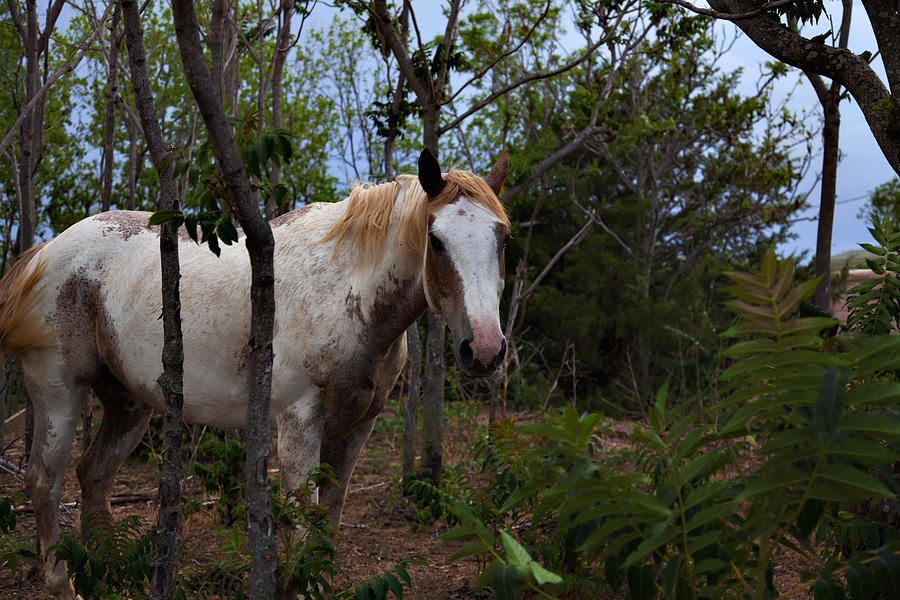 Horse Seeking Shade Photograph by Toni Hopper