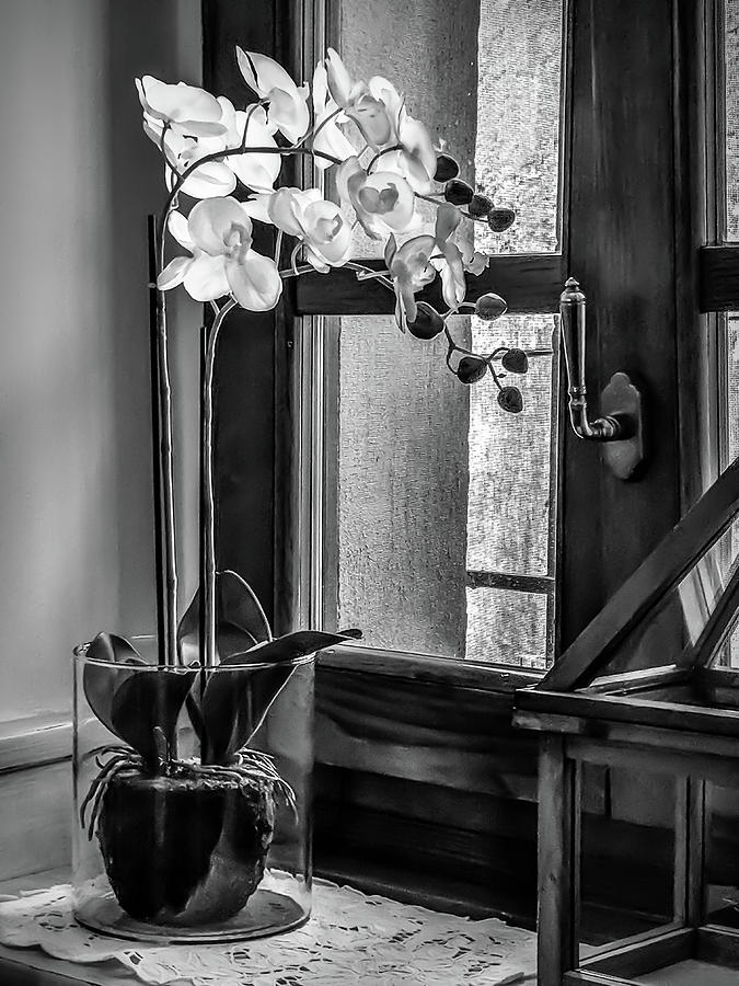 Orchid in the Window Photograph by Georgette Grossman
