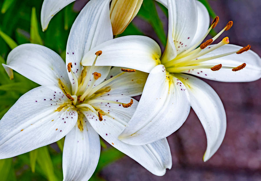 Seeking the Light Photograph by Steve Harrington | Fine Art America