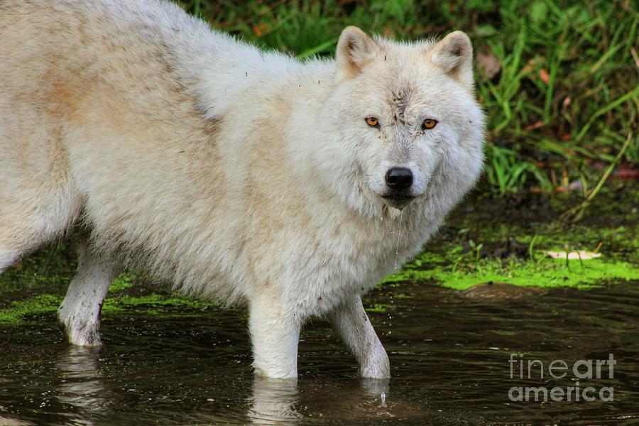 Wolves Photograph - Seen You by Vicki Spindler